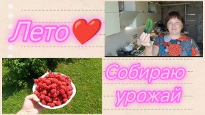 Урожай растет,пора мариновать 🥒Малина❤