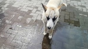 Пес-гурман / красотой не обделен