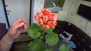 Герань - благодарное растение