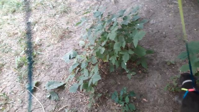 По кустам котики гуляют. смотреть онлайн