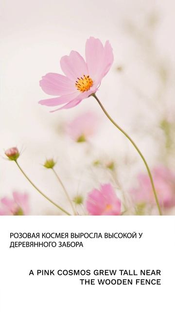 Космея смотреть онлайн
