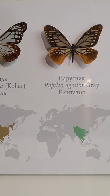 Дарвиновский музей Часть 37