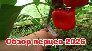 Обзор перцев-2026. Порадовал Ламуйо F2