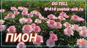 ПИОН «DO TELL»/Сад Ворошиловой
