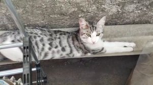 КОТ ЦЕЗАРЬ ВОЗЛЕГАЕТ 😂