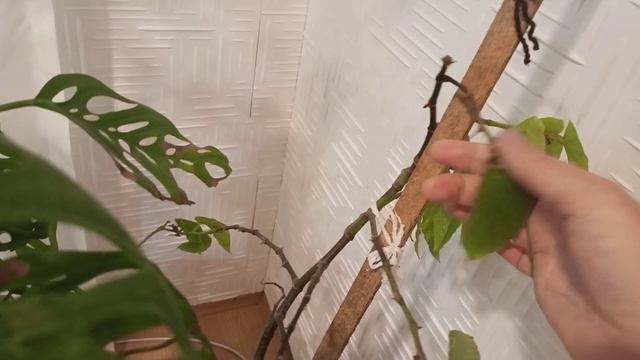 Тихий домашний день без настроения 🌿 Свежая фасоль, блины и моё вязание крючком