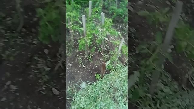 14 июля.Холодно как осенью .Дожди не дают работать в огороде 🤦