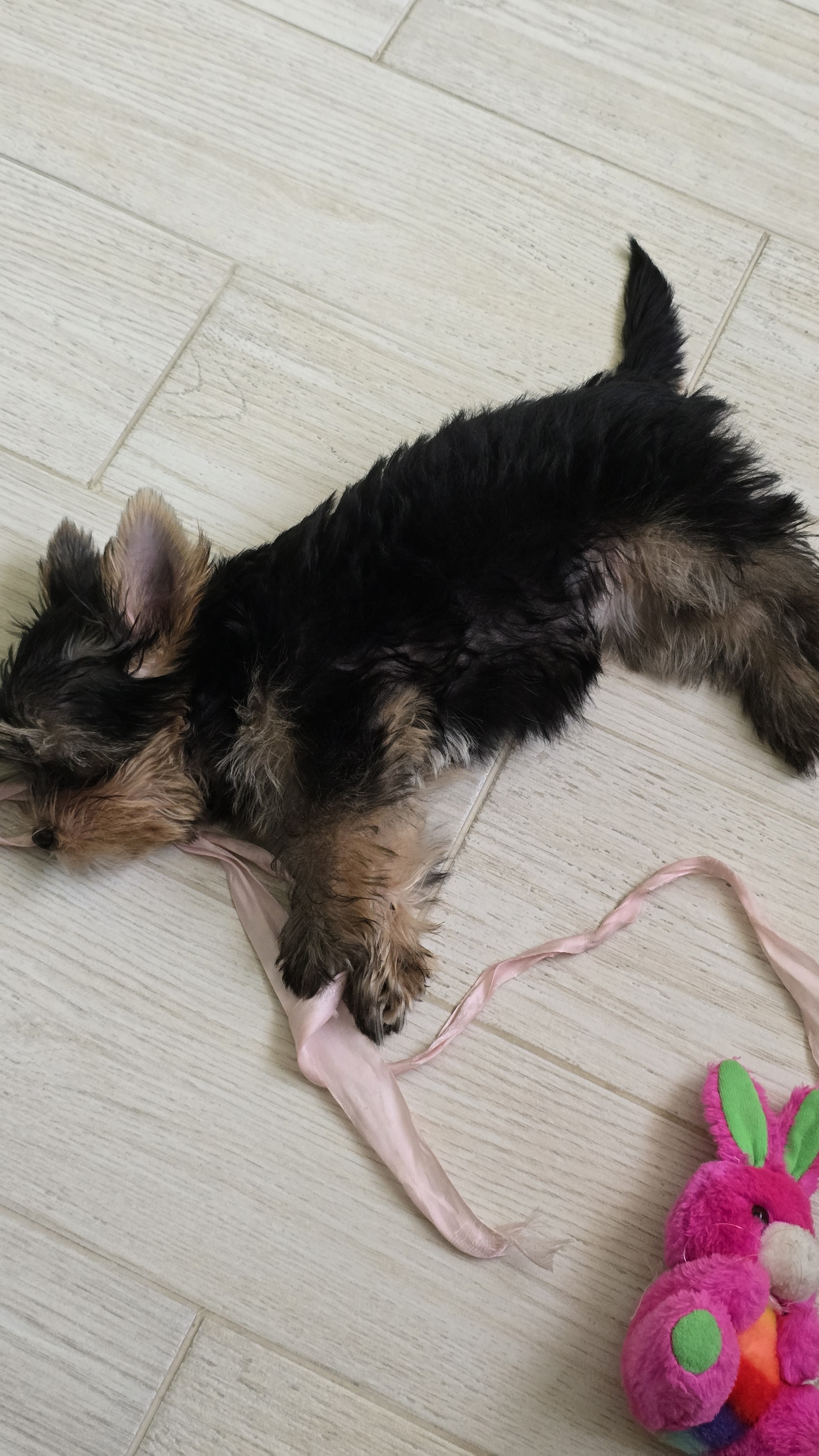 🐶 Когда фишку поняла, но жлобярой же быть интереснее🤭