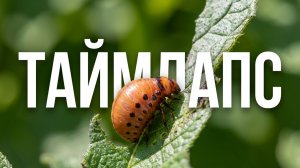 Личинка колорадского жука жрёт картошку Таймлапс