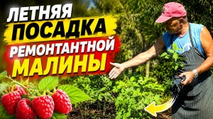 ЛЕТНЯЯ ПОСАДКА РЕМОНТАНТНОЙ МАЛИНЫ