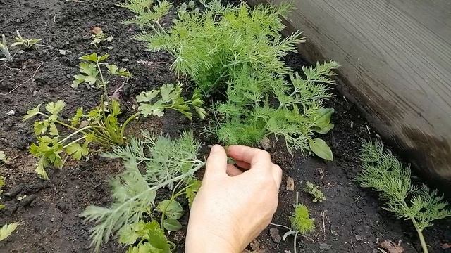 Кустовой укроп как срезать?