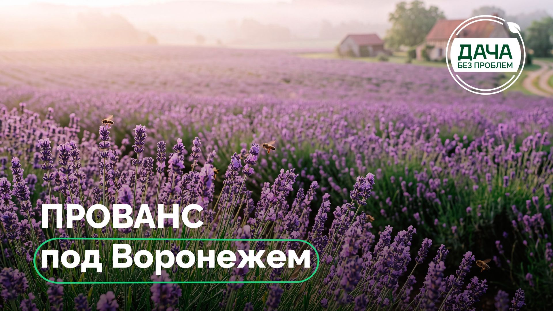 Лавандовое поле в Воронежской области: как создать и вырастить