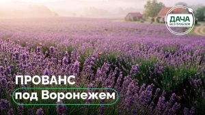 Лавандовое поле в Воронежской области: как создать и вырастить