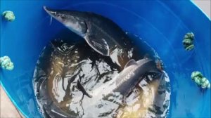 Зарыбление осетром нижнего водоёма 100 кг. Клёвое место, Лосиный остров.