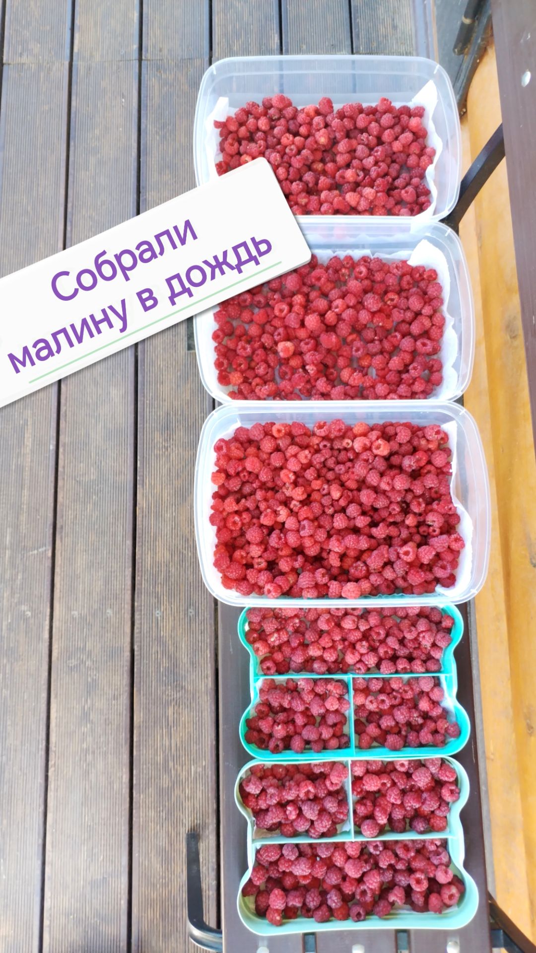 Как сохранить малину в дождь