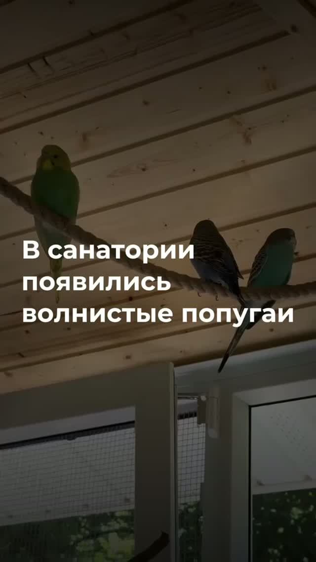 🦜 В дендропарке санатория «Беларусь» — волнистые попугаи!