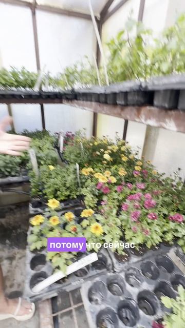 Хризантема зацвела раньше времени. Это хорошо или плохо?