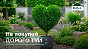 Туя Смарагд: 5 идей для формирования кроны своими руками