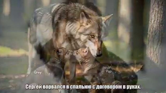 Он заблудился в лесу и ЗАМЕРЗАЛ НО ЕГО нашел волк И это стало началом СТРАШНОГО долга.