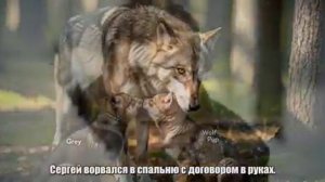 Он заблудился в лесу и ЗАМЕРЗАЛ НО ЕГО нашел волк И это стало началом СТРАШНОГО долга.