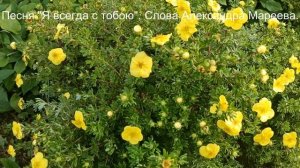 Я всегда с тобою