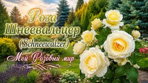 Роза Шнеевальцер — словно белоснежный вальс,
