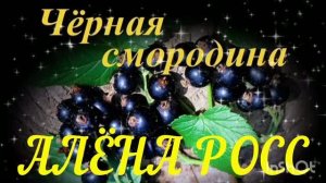 *** 14 ИЮЛЯ - ДЕНЬ СМОРОДИНЫ *** «ЧЁРНАЯ СМОРОДИНА» - АЛЁНА РОСС ***