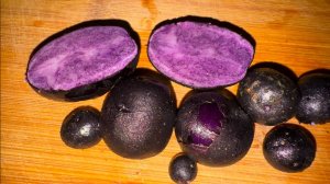 Фиолетовый картофель - подкопали сегодня кустик.