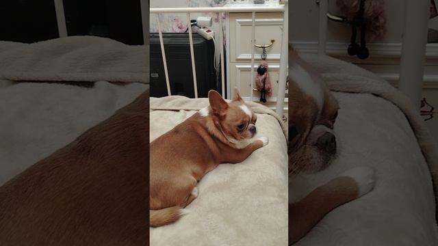 Луи/ 14 июля 2026 г. /🐶