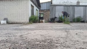 Воркута. 13.07.26.:Совята. Покормили банду.
