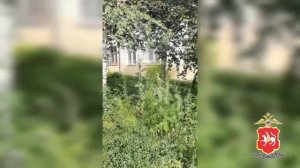 В Кировском районе Казани нашли очаг дикорастущей конопли