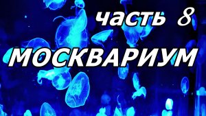 ТАНЦУЮЩИЕ В ТЕМНОТЕ: МАГИЯ МЕДУЗ ИЗ МОСКВАРИУМА. ВИЗУАЛЬНАЯ БЕЗМОЛВНАЯ КРАСОТА, КОТОРАЯ ЛЕЧИТ ДУШУ.