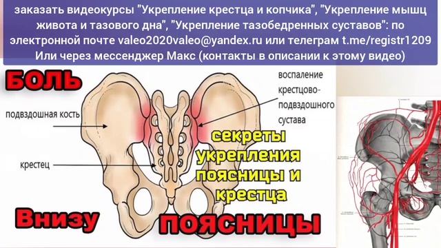 Зажат паховый треугольник, страдают тазобедренные суставы? Освободите нервы крестца и копчика