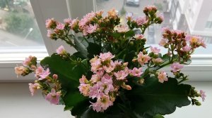 Каланхоэ Каландива🌸Любуюсь цветением🫶🌹