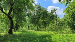 Яблоневый сад. Нежная поэзия природы. Сад в объятиях лета. Яблоки наливаются цветом. Июль 2026