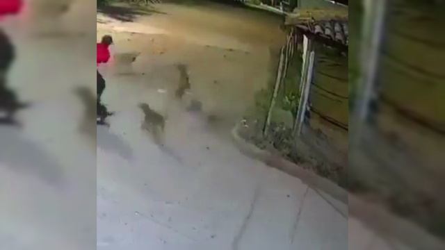 Нападение стаи собак, что делать?