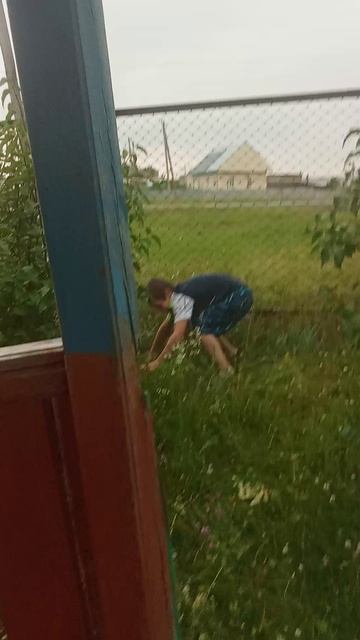 маймул