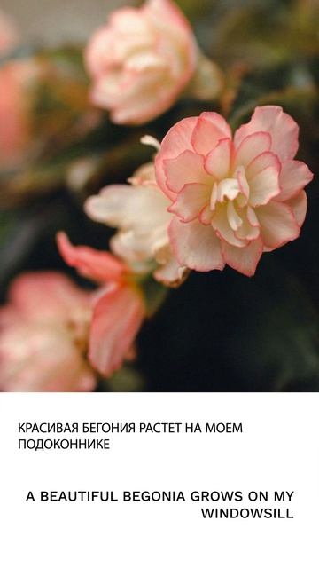 Бегония смотреть онлайн