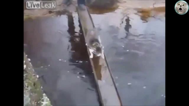 Смех, юмор, ржачь. Часть 36 смотреть онлайн