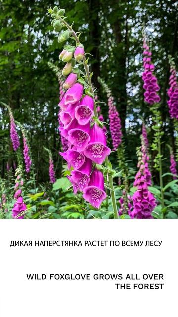 Наперстянка смотреть онлайн
