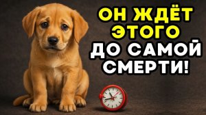 Ваша собака ГОДАМИ пытается добиться этого... а вы даже не замечаете!