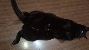 Когда котику жарко🐈⬛