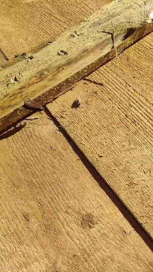 нашли ночного мотылька