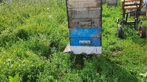 Вышел очень большой рой. Что делать?