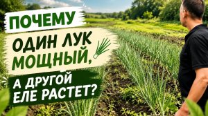 Как вырастить хороший урожай лука? Сравнение двух способов