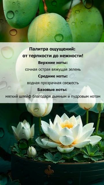 Сады зелёного манго