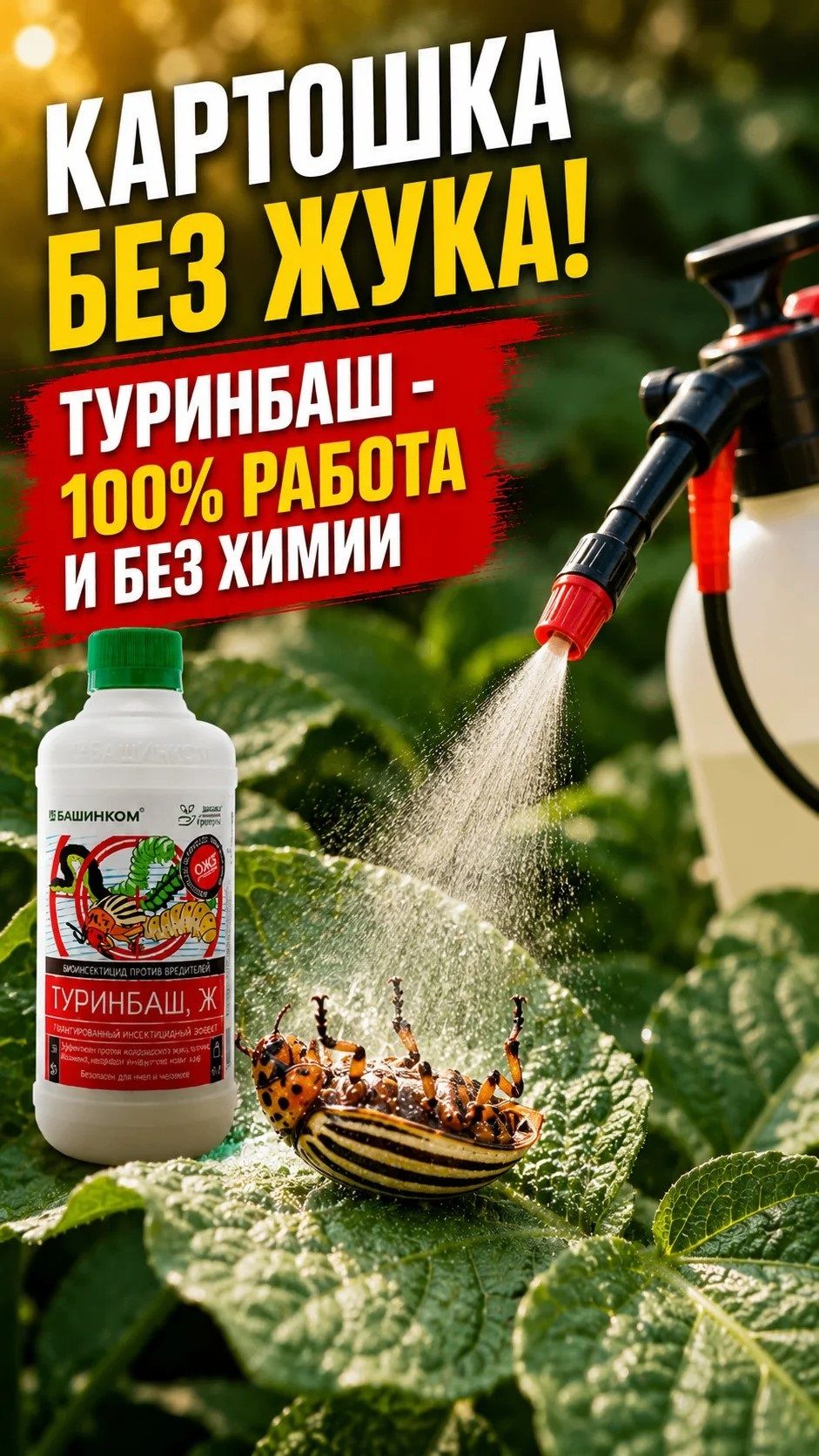 100% чистая картошка! Биологическая защита от колорадского жука