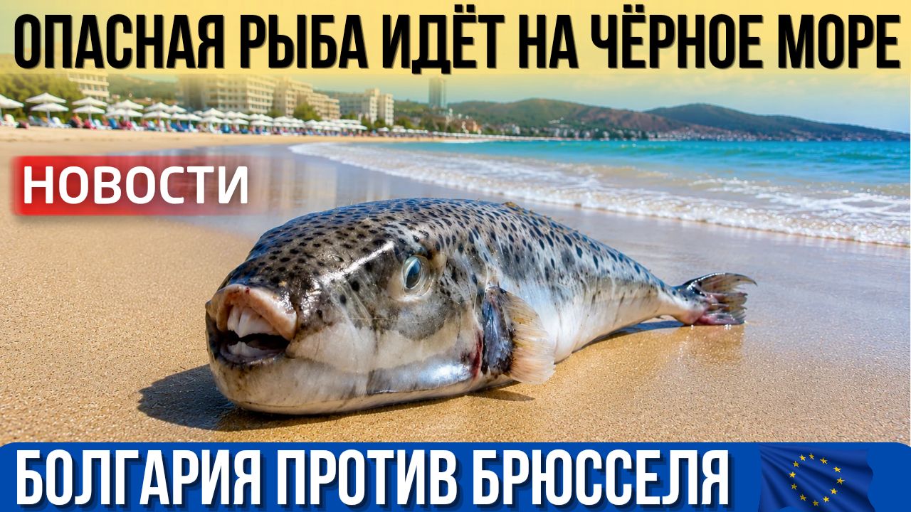 Болгария выступает против антироссийских санкций. Опасная рыба в Чёрном море Бургас ждёт Евровидение смотреть онлайн