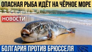Болгария выступает против антироссийских санкций. Опасная рыба в Чёрном море Бургас ждёт Евровидение