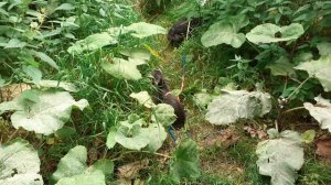 По тропинкам.